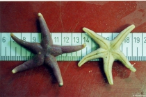 Henricia sanguinolenta (O.F. Mler, 1776)