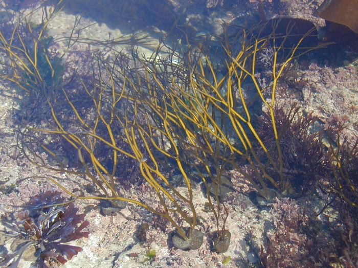 Himanthalia elongata (Linnaeus) S.F.Gray, 1821