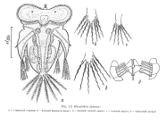 Hexarthra fennica