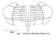 Hexarthra fennica