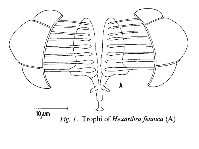 Hexarthra fennica Hexarthra fennica