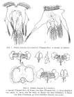 Hexarthra fennica