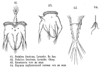 Hexarthra fennica