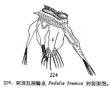 Hexarthra fennica