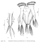 Hexarthra fennica
