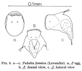 Hexarthra fennica