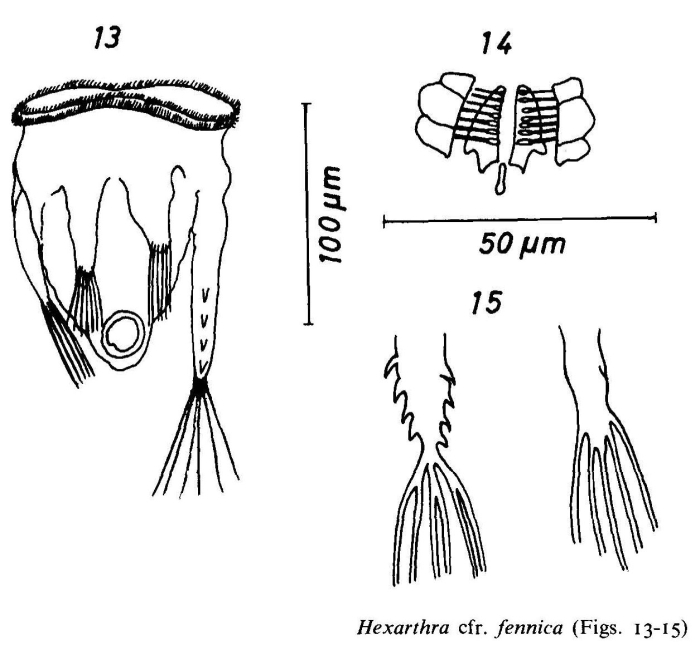Hexarthra fennica Hexarthra fennica
