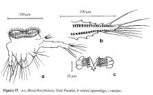 Hexarthra fennica
