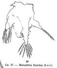 Hexarthra fennica