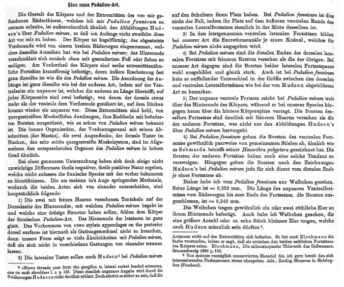 Hexarthra fennica - Original description image