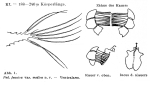 Hexarthra fennica var. medica