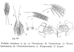 Hexarthra insulana