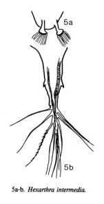 Hexarthra intermedia