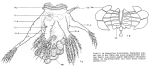 Hexarthra intermedia