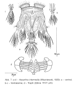 Hexarthra intermedia
