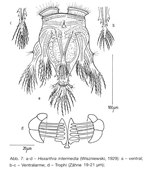 Hexarthra intermedia Hexarthra intermedia