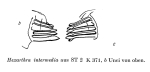 Hexarthra intermedia