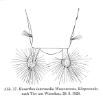 Hexarthra intermedia