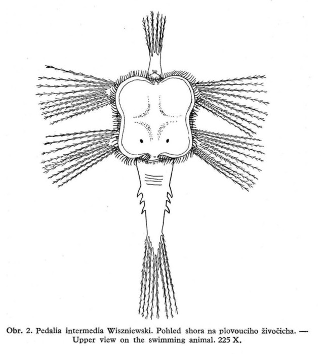 Hexarthra intermedia