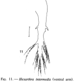 Hexarthra intermedia