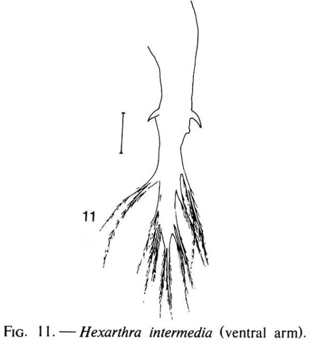 Hexarthra intermedia