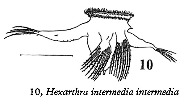 Hexarthra intermedia