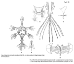 Hexarthra intermedia brasiliensis