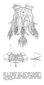 Hexarthra intermedia brasiliensis