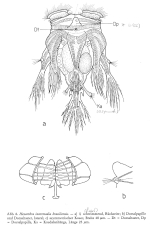 Hexarthra intermedia brasiliensis