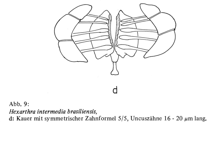 Hexarthra intermedia brasiliensis