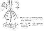 Hexarthra intermedia brasiliensis