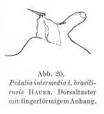 Hexarthra intermedia brasiliensis