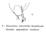 Hexarthra intermedia brasiliensis