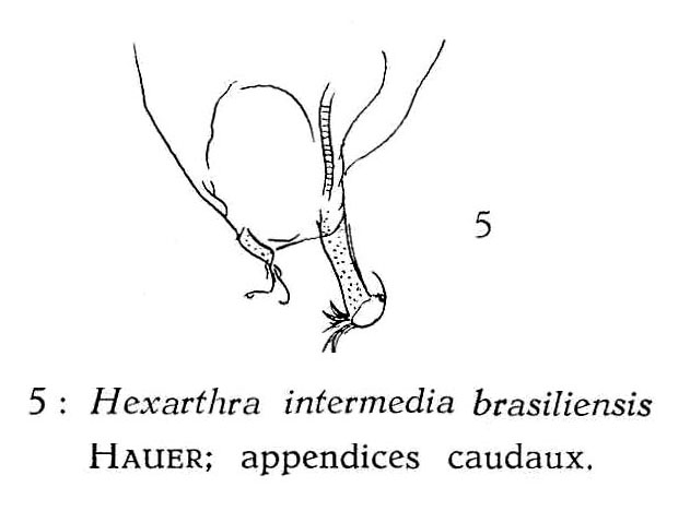 Hexarthra intermedia brasiliensis Hexarthra intermedia brasiliensis