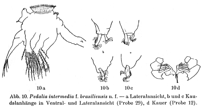 Hexarthra intermedia brasiliensis - Original description image