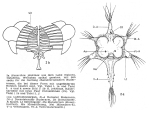 Hexarthra jenkinae