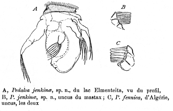Hexarthra jenkinae - Original description image