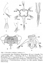 Hexarthra jenkinae f. nakuru - Original description image