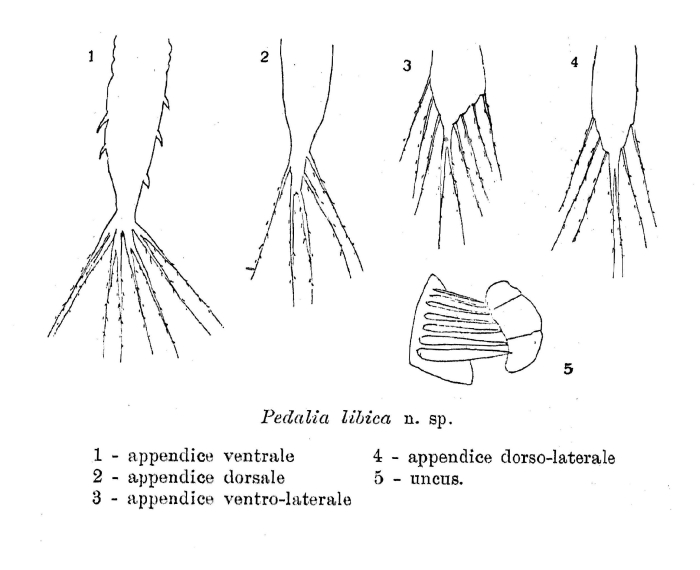 Hexarthra libica - Original description image