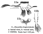 Hexarthra longicornicula