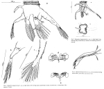 Hexarthra longicornicula - Original description image