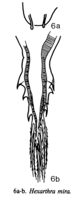 Hexarthra mira