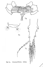 Hexarthra mira