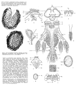 Hexarthra mira