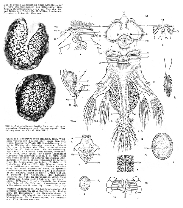 Hexarthra mira Hexarthra mira