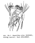 Hexarthra mira