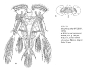 Hexarthra mira