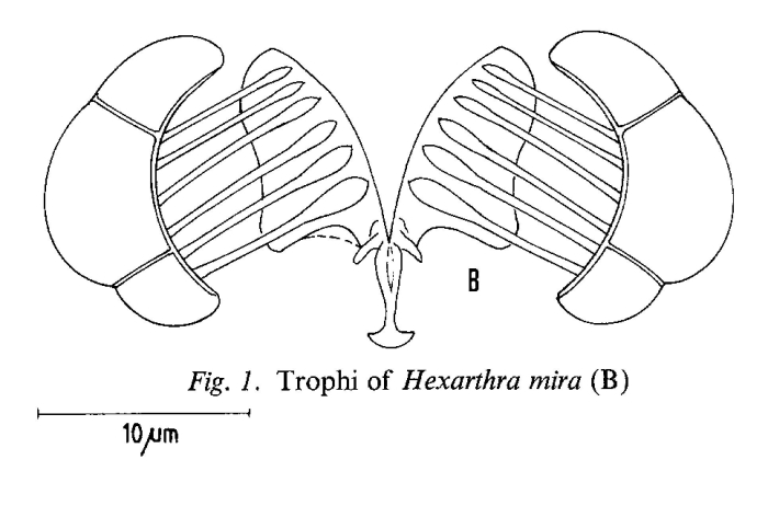 Hexarthra mira Hexarthra mira