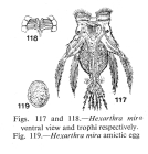 Hexarthra mira