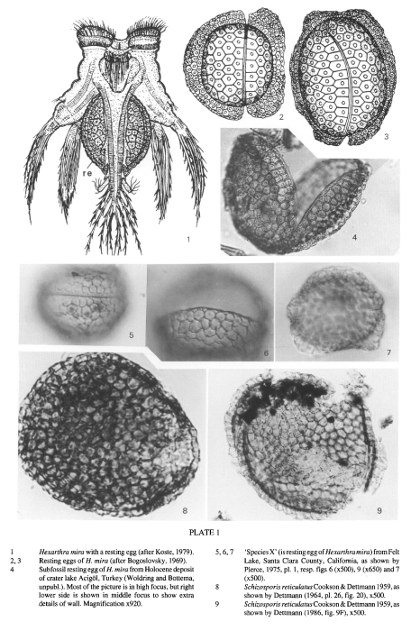 Hexarthra mira Hexarthra mira